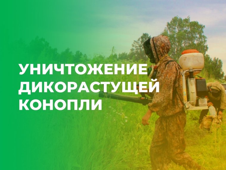 УНИЧТОЖЕНИЕ ДИКОРАСТУЩЕЙ КОНОПЛИ